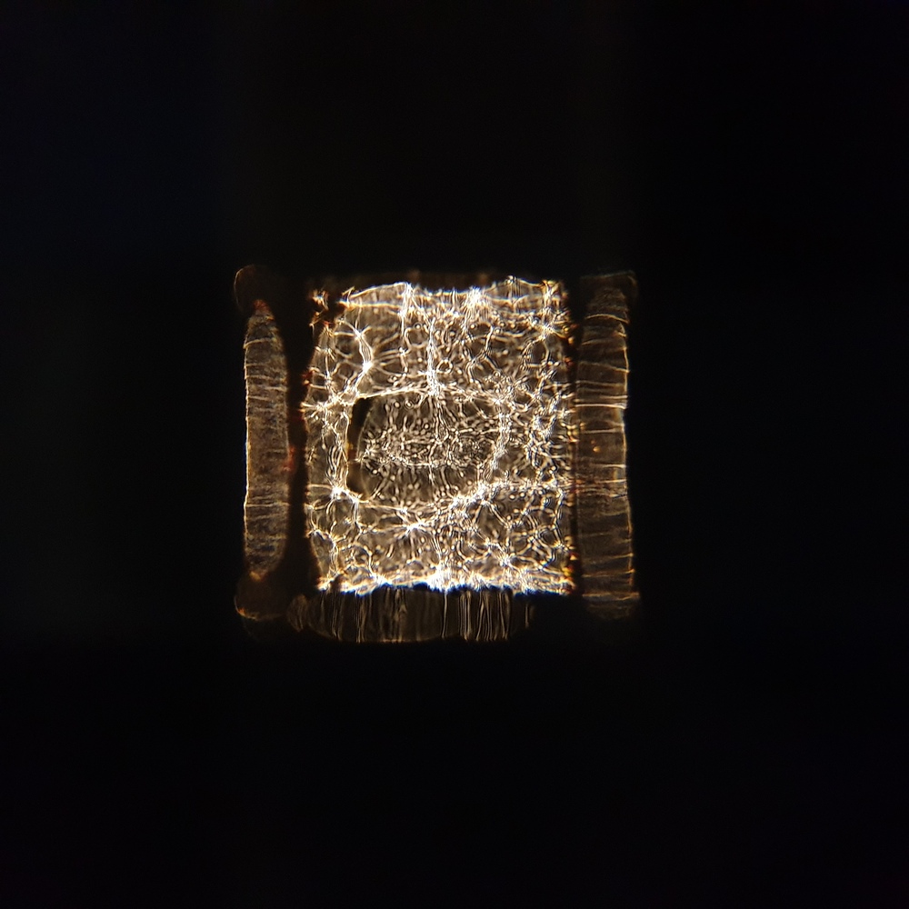 LIGHT